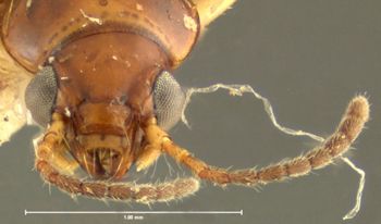 Media type: image;   Entomology 32147 Aspect: head frontal view
